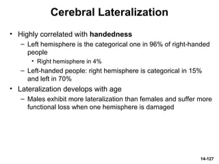 14-127
Cerebral Lateralization
• Highly correlated with handedness
– Left hemisphere is the categorical one in 96% of right-handed
people
• Right hemisphere in 4%
– Left-handed people: right hemisphere is categorical in 15%
and left in 70%
• Lateralization develops with age
– Males exhibit more lateralization than females and suffer more
functional loss when one hemisphere is damaged
 