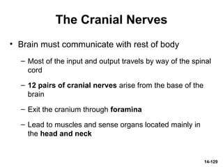 14-129
The Cranial Nerves
• Brain must communicate with rest of body
– Most of the input and output travels by way of the spinal
cord
– 12 pairs of cranial nerves arise from the base of the
brain
– Exit the cranium through foramina
– Lead to muscles and sense organs located mainly in
the head and neck
 