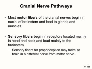 14-130
Cranial Nerve Pathways
• Most motor fibers of the cranial nerves begin in
nuclei of brainstem and lead to glands and
muscles
• Sensory fibers begin in receptors located mainly
in head and neck and lead mainly to the
brainstem
– Sensory fibers for proprioception may travel to
brain in a different nerve from motor nerve
 