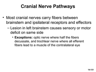 14-131
Cranial Nerve Pathways
• Most cranial nerves carry fibers between
brainstem and ipsilateral receptors and effectors
– Lesion in left brainstem causes sensory or motor
deficit on same side
• Exceptions: optic nerve where half the fibers
decussate, and trochlear nerve where all efferent
fibers lead to a muscle of the contralateral eye
 