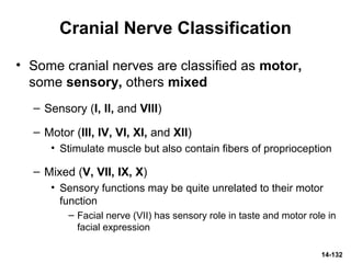 14-132
Cranial Nerve Classification
• Some cranial nerves are classified as motor,
some sensory, others mixed
– Sensory (I, II, and VIII)
– Motor (III, IV, VI, XI, and XII)
• Stimulate muscle but also contain fibers of proprioception
– Mixed (V, VII, IX, X)
• Sensory functions may be quite unrelated to their motor
function
– Facial nerve (VII) has sensory role in taste and motor role in
facial expression
 