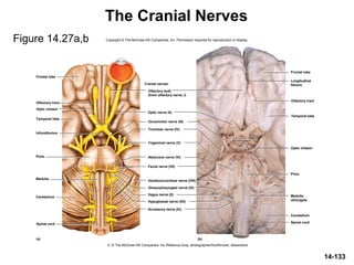 14-133
The Cranial Nerves
Figure 14.27a,b Copyright © The McGraw-Hill Companies, Inc. Permission required for reproduction or display.
b: © The McGraw-Hill Companies, Inc./Rebecca Gray, photographer/DonKincaid, dissections
Cranial nerves:
Optic nerve (II)
Trochlear nerve (IV)
Trigeminal nerve (V)
Abducens nerve (VI)
Facial nerve (VII)
Vestibulocochlear nerve (VIII)
Glossopharyngeal nerve (IX)
Accessory nerve (XI)
Hypoglossal nerve (XII)
Oculomotor nerve (III)
Frontal lobe
Frontal lobe
Cerebellum
Cerebellum
Olfactory tract
Temporal lobe
Infundibulum
Pons
Medulla
Optic chiasm
Optic chiasm
Olfactory tract
Pons
Spinal cordSpinal cord
(a) (b)
Longitudinal
fissure
Medulla
oblongata
Olfactory bulb
(from olfactory nerve, I)
Vagus nerve (X)
Temporal lobe
 