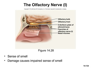 14-134
The Olfactory Nerve (I)
• Sense of smell
• Damage causes impaired sense of smell
Figure 14.28
Copyright © The McGraw-Hill Companies, Inc. Permission required for reproduction or display.
Olfactory bulb
Olfactory tract
Nasal mucosa
Cribriform plate of
ethmoid bone
Fascicles of
olfactory nerve (I)
 