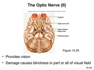 14-135
The Optic Nerve (II)
• Provides vision
• Damage causes blindness in part or all of visual field
Figure 14.29
Copyright © The McGraw-Hill Companies, Inc. Permission required for reproduction or display.
Eyeball
Optic nerve (II)
Optic chiasm
Optic tract
Pituitary gland
 