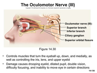 14-136
The Oculomotor Nerve (III)
• Controls muscles that turn the eyeball up, down, and medially, as
well as controlling the iris, lens, and upper eyelid
• Damage causes drooping eyelid, dilated pupil, double vision,
difficulty focusing, and inability to move eye in certain directions
Figure 14.30
Oculomotor nerve (III):
Superior orbital fissure
Superior branch
Inferior branch
Ciliary ganglion
Copyright © The McGraw-Hill Companies, Inc. Permission required for reproduction or display.
 