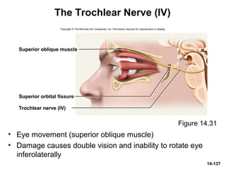 14-137
The Trochlear Nerve (IV)
• Eye movement (superior oblique muscle)
• Damage causes double vision and inability to rotate eye
inferolaterally
Figure 14.31
Superior orbital fissure
Superior oblique muscle
Trochlear nerve (IV)
Copyright © The McGraw-Hill Companies, Inc. Permission required for reproduction or display.
 