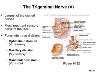 14-138
The Trigeminal Nerve (V)
• Largest of the cranial
nerves
• Most important sensory
nerve of the face
• Forks into three divisions
– Ophthalmic division
(V1): sensory
– Maxillary division
(V2): sensory
– Mandibular division
(V3): mixed Figure 14.32
Copyright © The McGraw-Hill Companies, Inc. Permission required for reproduction or display.
Lingual nerve
V1
V3
V2
Superior orbital fissure
Foramen ovale
Foramen rotundum
Temporalis muscle
Medial pterygoid muscle
Masseter muscle
Lateral pterygoid muscle
Infraorbital
nerve
Superior
alveolar nerves
Inferior
alveolar nerve
Ophthalmic division (V1)
Trigeminal ganglion
Trigeminal nerve (V)
Maxillary division (V2)
Mandibular division (V3)
Anterior trunk of V3 to
chewing muscles
Anterior belly of
digastric muscle
Motor branches of the
mandibular division (V3)
Distribution of sensory
fibers of each division
 