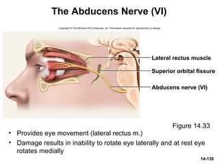 14-139
The Abducens Nerve (VI)
• Provides eye movement (lateral rectus m.)
• Damage results in inability to rotate eye laterally and at rest eye
rotates medially
Figure 14.33
Copyright © The McGraw-Hill Companies, Inc. Permission required for reproduction or display.
Abducens nerve (VI)
Superior orbital fissure
Lateral rectus muscle
 
