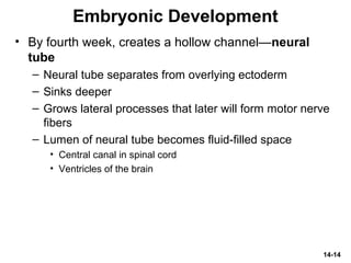 14-14
Embryonic Development
• By fourth week, creates a hollow channel—neural
tube
– Neural tube separates from overlying ectoderm
– Sinks deeper
– Grows lateral processes that later will form motor nerve
fibers
– Lumen of neural tube becomes fluid-filled space
• Central canal in spinal cord
• Ventricles of the brain
 
