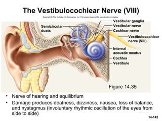 Cochlear nerve
Cochlea
Semicircular
ducts
Vestibular ganglia
Vestibular nerve
Vestibulocochlear
nerve (VIII)
Internal
acoustic meatus
Vestibule
Copyright © The McGraw-Hill Companies, Inc. Permission required for reproduction or display.
14-142
The Vestibulocochlear Nerve (VIII)
• Nerve of hearing and equilibrium
• Damage produces deafness, dizziness, nausea, loss of balance,
and nystagmus (involuntary rhythmic oscillation of the eyes from
side to side)
Figure 14.35
 