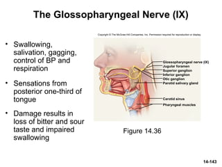 14-143
The Glossopharyngeal Nerve (IX)
• Swallowing,
salivation, gagging,
control of BP and
respiration
• Sensations from
posterior one-third of
tongue
• Damage results in
loss of bitter and sour
taste and impaired
swallowing
Figure 14.36
Glossopharyngeal nerve (IX)
Parotid salivary gland
Jugular foramen
Superior ganglion
Inferior ganglion
Otic ganglion
Carotid sinus
Pharyngeal muscles
Copyright © The McGraw-Hill Companies, Inc. Permission required for reproduction or display.
 