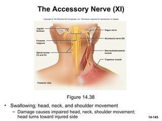 14-145
The Accessory Nerve (XI)
• Swallowing; head, neck, and shoulder movement
– Damage causes impaired head, neck, shoulder movement;
head turns toward injured side
Figure 14.38
Copyright © The McGraw-Hill Companies, Inc. Permission required for reproduction or display.
Accessory nerve (XI)
Posterior view
Jugular
foramen
Foramen
magnum
Spinal nerves
C3 and C4
Sternocleidomastoid
muscle
Vagus nerve
Trapezius muscle
 