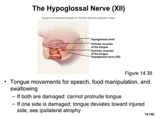 14-146
The Hypoglossal Nerve (XII)
• Tongue movements for speech, food manipulation, and
swallowing
– If both are damaged: cannot protrude tongue
– If one side is damaged: tongue deviates toward injured
side; see ipsilateral atrophy
Figure 14.39
Copyright © The McGraw-Hill Companies, Inc. Permission required for reproduction or display.
Hypoglossal canal
Hypoglossal nerve (XII)
Intrinsic muscles
of the tongue
Extrinsic muscles
of the tongue
 