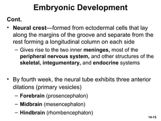 14-15
Embryonic Development
Cont.
• Neural crest—formed from ectodermal cells that lay
along the margins of the groove and separate from the
rest forming a longitudinal column on each side
– Gives rise to the two inner meninges, most of the
peripheral nervous system, and other structures of the
skeletal, integumentary, and endocrine systems
• By fourth week, the neural tube exhibits three anterior
dilations (primary vesicles)
– Forebrain (prosencephalon)
– Midbrain (mesencephalon)
– Hindbrain (rhombencephalon)
 