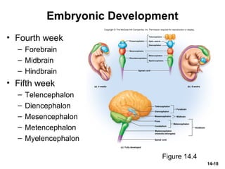 14-18
Embryonic Development
• Fourth week
– Forebrain
– Midbrain
– Hindbrain
• Fifth week
– Telencephalon
– Diencephalon
– Mesencephalon
– Metencephalon
– Myelencephalon
Figure 14.4
Copyright © The McGraw-Hill Companies, Inc. Permission required for reproduction or display.
Diencephalon
Mesencephalon
Forebrain
Pons
Cerebellum
Metencephalon
Spinal cord
Hindbrain
Optic vesicle
Diencephalon
Metencephalon
Myelencephalon
Spinal cord
Rhombencephalon
Mesencephalon
Prosencephalon
(a) 4 weeks (b) 5 weeks
(c) Fully developed
Midbrain
Telencephalon
Myelencephalon
(medulla oblongata)
Telencephalon
 