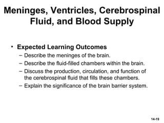 Meninges, Ventricles, Cerebrospinal
Fluid, and Blood Supply
• Expected Learning Outcomes
– Describe the meninges of the brain.
– Describe the fluid-filled chambers within the brain.
– Discuss the production, circulation, and function of
the cerebrospinal fluid that fills these chambers.
– Explain the significance of the brain barrier system.
14-19
 