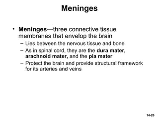 14-20
Meninges
• Meninges—three connective tissue
membranes that envelop the brain
– Lies between the nervous tissue and bone
– As in spinal cord, they are the dura mater,
arachnoid mater, and the pia mater
– Protect the brain and provide structural framework
for its arteries and veins
 