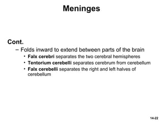 14-22
Meninges
Cont.
– Folds inward to extend between parts of the brain
• Falx cerebri separates the two cerebral hemispheres
• Tentorium cerebelli separates cerebrum from cerebellum
• Falx cerebelli separates the right and left halves of
cerebellum
 