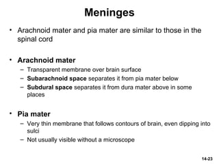 14-23
Meninges
• Arachnoid mater and pia mater are similar to those in the
spinal cord
• Arachnoid mater
– Transparent membrane over brain surface
– Subarachnoid space separates it from pia mater below
– Subdural space separates it from dura mater above in some
places
• Pia mater
– Very thin membrane that follows contours of brain, even dipping into
sulci
– Not usually visible without a microscope
 