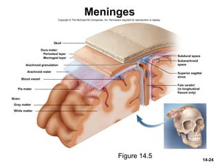 14-24
Meninges
Figure 14.5
Copyright © The McGraw-Hill Companies, Inc. Permission required for reproduction or display.
Subdural space
Skull
Pia mater
Blood vessel
Dura mater:
Periosteal layer
Meningeal layer
Arachnoid mater
Brain:
Gray matter
White matter
Arachnoid granulation
Subarachnoid
space
Superior sagittal
sinus
Falx cerebri
(in longitudinal
fissure only)
 