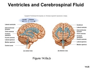 14-26
Ventricles and Cerebrospinal Fluid
Figure 14.6a,b
Copyright © The McGraw-Hill Companies, Inc. Permission required for reproduction or display.
Lateral ventricles
Central canal
Lateral aperture
Fourth ventricle
Third ventricle
Median aperture
Lateral ventricle
Third ventricle
Cerebrum
Lateral aperture
Fourth ventricle
Median aperture
(a) Lateral view
Caudal Rostral
Interventricular
foramen
Cerebral
aqueduct
Interventricular
foramen
Cerebral
aqueduct
(b) Anterior view
 