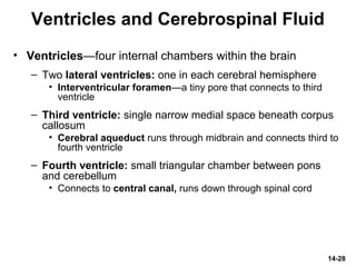 14-28
Ventricles and Cerebrospinal Fluid
• Ventricles—four internal chambers within the brain
– Two lateral ventricles: one in each cerebral hemisphere
• Interventricular foramen—a tiny pore that connects to third
ventricle
– Third ventricle: single narrow medial space beneath corpus
callosum
• Cerebral aqueduct runs through midbrain and connects third to
fourth ventricle
– Fourth ventricle: small triangular chamber between pons
and cerebellum
• Connects to central canal, runs down through spinal cord
 