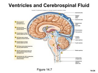 14-34
Ventricles and Cerebrospinal Fluid
Figure 14.7
Copyright © The McGraw-Hill Companies, Inc. Permission required for reproduction or display.
Arachnoid villus
Choroid plexus
Third ventricle
Lateral aperture
Fourth ventricle
Median aperture
Dura mater
Arachnoid mater
1
2
3
4
56
7
7
8
1
2
3
4
5
6
7
8
Superior
sagittal
sinus
Subarachnoid
space
Cerebral
aqueduct
Central canal
of spinal cord
Subarachnoid
space of
spinal cord
CSF is secreted by
choroid plexus in
each lateral ventricle.
CSF flows through
interventricular foramina
into third ventricle.
Choroid plexus in third
ventricle adds more CSF.
CSF flows down cerebral
aqueduct to fourth ventricle.
Choroid plexus in fourth
ventricle adds more CSF.
CSF fills subarachnoid space and
bathes external surfaces of brain
and spinal cord.
At arachnoid villi, CSF is reabsorbed
into venous blood of dural
venous sinuses.
CSF flows out two lateral apertures
and one median aperture.
 