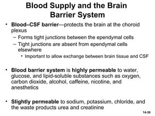 14-38
Blood Supply and the Brain
Barrier System
• Blood–CSF barrier—protects the brain at the choroid
plexus
– Forms tight junctions between the ependymal cells
– Tight junctions are absent from ependymal cells
elsewhere
• Important to allow exchange between brain tissue and CSF
• Blood barrier system is highly permeable to water,
glucose, and lipid-soluble substances such as oxygen,
carbon dioxide, alcohol, caffeine, nicotine, and
anesthetics
• Slightly permeable to sodium, potassium, chloride, and
the waste products urea and creatinine
 