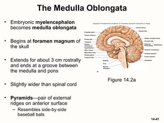14-41
The Medulla Oblongata
• Embryonic myelencephalon
becomes medulla oblongata
• Begins at foramen magnum of
the skull
• Extends for about 3 cm rostrally
and ends at a groove between
the medulla and pons
• Slightly wider than spinal cord
• Pyramids—pair of external
ridges on anterior surface
– Resembles side-by-side
baseball bats
Figure 14.2a
Copyright © The McGraw-Hill Companies, Inc. Permission required for reproduction or display.
Thalamus
Hypothalamus
Frontal lobe
Corpus callosum
Cingulate gyrus
Optic chiasm
Pituitary gland
Mammillary body
Midbrain
Pons
Central sulcus
Parietal lobe
Parieto–occipital sulcus
Occipital lobe
Pineal gland
Habenula
Posterior commissure
Cerebral aqueduct
Fourth ventricle
Cerebellum
(a)
EpithalamusAnterior
commissure
Temporal lobe
Medulla
oblongata
 