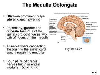 14-42
The Medulla Oblongata
• Olive—a prominent bulge
lateral to each pyramid
• Posteriorly, gracile and
cuneate fasciculi of the
spinal cord continue as two
pair of ridges on the medulla
• All nerve fibers connecting
the brain to the spinal cord
pass through the medulla
• Four pairs of cranial
nerves begin or end in
medulla—IX, X, XI, XII
Figure 14.2a
Copyright © The McGraw-Hill Companies, Inc. Permission required for reproduction or display.
Thalamus
Hypothalamus
Frontal lobe
Corpus callosum
Cingulate gyrus
Optic chiasm
Pituitary gland
Mammillary body
Midbrain
Pons
Central sulcus
Parietal lobe
Parieto–occipital sulcus
Occipital lobe
Pineal gland
Habenula
Posterior commissure
Cerebral aqueduct
Fourth ventricle
Cerebellum
(a)
EpithalamusAnterior
commissure
Temporal lobe
Medulla
oblongata
 
