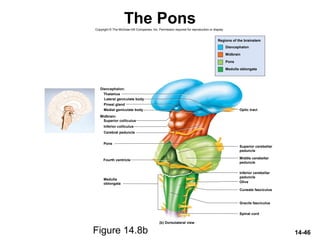 14-46
The Pons
Figure 14.8b
Copyright © The McGraw-Hill Companies, Inc. Permission required for reproduction or display.
Diencephalon:
Midbrain:
Thalamus
Pineal gland
Superior colliculus
Inferior colliculus
Spinal cord
Pons
Olive
Cerebral peduncle
Medial geniculate body
Lateral geniculate body
Optic tract
Fourth ventricle
Cuneate fasciculus
Gracile fasciculus
(b) Dorsolateral view
Regions of the brainstem
Midbrain
Diencephalon
Pons
Medulla oblongata
Medulla
oblongata
Superior cerebellar
peduncle
Middle cerebellar
peduncle
Inferior cerebellar
peduncle
 