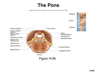 Copyright © The McGraw-Hill Companies, Inc. Permission required for reproduction or display.
Reticular formation
Trigeminal nerve
Trigeminal nerve nuclei
Vermis of cerebellum
Medial lemniscus
Tectospinal tract
Anterolateral system
Transverse fascicles
Longitudinal fascicles
Fourth ventricle
(a) Midbrain
(c) Medulla
(b) Pons
(b) Pons
Superior cerebellar
peduncle
Sensory root of
trigeminal nerve
Ventral
spinocerebellar tract
Middle cerebellar
peduncle
14-49
The Pons
Figure 14.9b
 