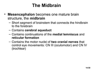 14-50
The Midbrain
• Mesencephalon becomes one mature brain
structure, the midbrain
– Short segment of brainstem that connects the hindbrain
to the forebrain
– Contains cerebral aqueduct
– Contains continuations of the medial lemniscus and
reticular formation
– Contains the motor nuclei of two cranial nerves that
control eye movements: CN III (oculomotor) and CN IV
(trochlear)
 