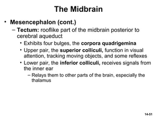 14-51
The Midbrain
• Mesencephalon (cont.)
– Tectum: rooflike part of the midbrain posterior to
cerebral aqueduct
• Exhibits four bulges, the corpora quadrigemina
• Upper pair, the superior colliculi, function in visual
attention, tracking moving objects, and some reflexes
• Lower pair, the inferior colliculi, receives signals from
the inner ear
– Relays them to other parts of the brain, especially the
thalamus
 