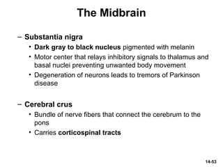 14-53
The Midbrain
– Substantia nigra
• Dark gray to black nucleus pigmented with melanin
• Motor center that relays inhibitory signals to thalamus and
basal nuclei preventing unwanted body movement
• Degeneration of neurons leads to tremors of Parkinson
disease
– Cerebral crus
• Bundle of nerve fibers that connect the cerebrum to the
pons
• Carries corticospinal tracts
 