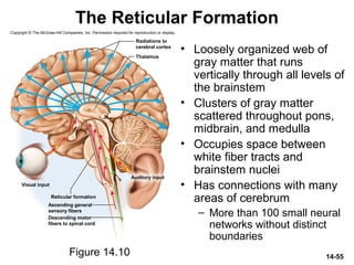 14-55
The Reticular Formation
• Loosely organized web of
gray matter that runs
vertically through all levels of
the brainstem
• Clusters of gray matter
scattered throughout pons,
midbrain, and medulla
• Occupies space between
white fiber tracts and
brainstem nuclei
• Has connections with many
areas of cerebrum
– More than 100 small neural
networks without distinct
boundaries
Figure 14.10
Copyright © The McGraw-Hill Companies, Inc. Permission required for reproduction or display.
Reticular formation
Auditory input
Thalamus
Visual input
Ascending general
sensory fibers
Descending motor
fibers to spinal cord
Radiations to
cerebral cortex
 