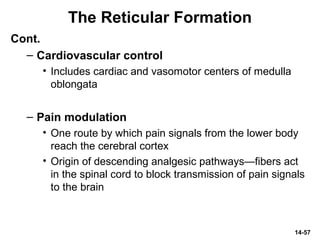 14-57
The Reticular Formation
Cont.
– Cardiovascular control
• Includes cardiac and vasomotor centers of medulla
oblongata
– Pain modulation
• One route by which pain signals from the lower body
reach the cerebral cortex
• Origin of descending analgesic pathways—fibers act
in the spinal cord to block transmission of pain signals
to the brain
 
