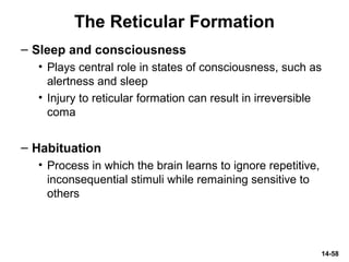 14-58
The Reticular Formation
– Sleep and consciousness
• Plays central role in states of consciousness, such as
alertness and sleep
• Injury to reticular formation can result in irreversible
coma
– Habituation
• Process in which the brain learns to ignore repetitive,
inconsequential stimuli while remaining sensitive to
others
 