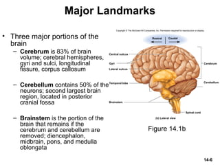 14-6
Major Landmarks
• Three major portions of the
brain
– Cerebrum is 83% of brain
volume; cerebral hemispheres,
gyri and sulci, longitudinal
fissure, corpus callosum
– Cerebellum contains 50% of the
neurons; second largest brain
region, located in posterior
cranial fossa
– Brainstem is the portion of the
brain that remains if the
cerebrum and cerebellum are
removed; diencephalon,
midbrain, pons, and medulla
oblongata
Figure 14.1b
Brainstem
Cerebellum
Cerebrum
Spinal cord
Rostral Caudal
Central sulcus
Lateral sulcus
Gyri
(b) Lateral view
Temporal lobe
Copyright © The McGraw-Hill Companies, Inc. Permission required for reproduction or display.
 