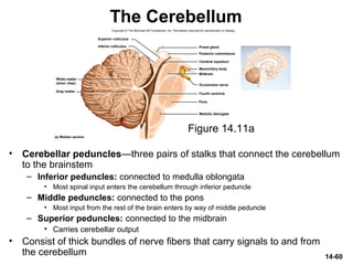 Copyright © The McGraw-Hill Companies, Inc. Permission required for reproduction or display.
Superior colliculus
Posterior commissure
Pineal glandInferior colliculus
Mammillary body
Midbrain
Cerebral aqueduct
Oculomotor nerve
Pons
Fourth ventricle
Medulla oblongata
Gray matter
(a) Median section
White matter
(arbor vitae)
14-60
The Cerebellum
• Cerebellar peduncles—three pairs of stalks that connect the cerebellum
to the brainstem
– Inferior peduncles: connected to medulla oblongata
• Most spinal input enters the cerebellum through inferior peduncle
– Middle peduncles: connected to the pons
• Most input from the rest of the brain enters by way of middle peduncle
– Superior peduncles: connected to the midbrain
• Carries cerebellar output
• Consist of thick bundles of nerve fibers that carry signals to and from
the cerebellum
Figure 14.11a
 