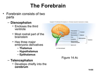 Copyright © The McGraw-Hill Companies, Inc. Permission required for reproduction or display.
Diencephalon
Mesencephalon
Forebrain
Pons
Cerebellum
Metencephalon
Spinal cord
Hindbrain
(c) Fully developed
Midbrain
Myelencephalon
(medulla oblongata)
Telencephalon
14-64
The Forebrain
• Forebrain consists of two
parts
– Diencephalon
• Encloses the third
ventricle
• Most rostral part of the
brainstem
• Has three major
embryonic derivatives
– Thalamus
– Hypothalamus
– Epithalamus
– Telencephalon
• Develops chiefly into the
cerebrum
Figure 14.4c
 