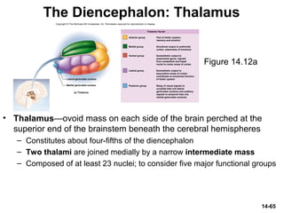 14-65
The Diencephalon: Thalamus
• Thalamus—ovoid mass on each side of the brain perched at the
superior end of the brainstem beneath the cerebral hemispheres
– Constitutes about four-fifths of the diencephalon
– Two thalami are joined medially by a narrow intermediate mass
– Composed of at least 23 nuclei; to consider five major functional groups
Figure 14.12a
Copyright © The McGraw-Hill Companies, Inc. Permission required for reproduction or display.
Part of limbic system;
memory and emotion
Emotional output to prefrontal
cortex; awareness of emotions
Somesthetic output to
postcentral gyrus; signals
from cerebellum and basal
nuclei to motor areas of cortex
Somesthetic output to
association areas of cortex;
contributes to emotional function
of limbic system
Relay of visual signals to
occipital lobe (via lateral
geniculate nucleus) and auditory
signals to temporal lobe (via
medial geniculate nucleus)
(a) Thalamus
Medial geniculate nucleus
Lateral geniculate nucleus
Thalamic Nuclei
Anterior group
Medial group
Ventral group
Lateral group
Posterior group
 