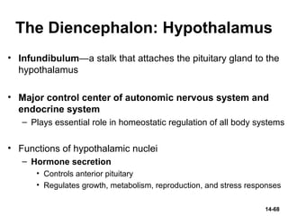 The Diencephalon: Hypothalamus
• Infundibulum—a stalk that attaches the pituitary gland to the
hypothalamus
• Major control center of autonomic nervous system and
endocrine system
– Plays essential role in homeostatic regulation of all body systems
• Functions of hypothalamic nuclei
– Hormone secretion
• Controls anterior pituitary
• Regulates growth, metabolism, reproduction, and stress responses
14-68
 