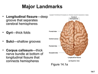 14-7
Major Landmarks
• Longitudinal fissure—deep
groove that separates
cerebral hemispheres
• Gyri—thick folds
• Sulci—shallow grooves
• Corpus callosum—thick
nerve bundle at bottom of
longitudinal fissure that
connects hemispheres
Figure 14.1a
Frontal lobe
Occipital lobe
Central sulcus
Longitudinal fissure
Parietal lobe
(a) Superior view
Cerebral
hemispheres
Copyright © The McGraw-Hill Companies, Inc. Permission required for reproduction or display.
 