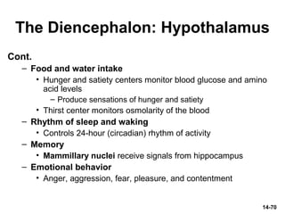 The Diencephalon: Hypothalamus
Cont.
– Food and water intake
• Hunger and satiety centers monitor blood glucose and amino
acid levels
– Produce sensations of hunger and satiety
• Thirst center monitors osmolarity of the blood
– Rhythm of sleep and waking
• Controls 24-hour (circadian) rhythm of activity
– Memory
• Mammillary nuclei receive signals from hippocampus
– Emotional behavior
• Anger, aggression, fear, pleasure, and contentment
14-70
 