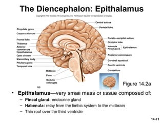 The Diencephalon: Epithalamus
• Epithalamus—very small mass of tissue composed of:
– Pineal gland: endocrine gland
– Habenula: relay from the limbic system to the midbrain
– Thin roof over the third ventricle
14-71
Figure 14.2a
Thalamus
Hypothalamus
Frontal lobe
Corpus callosum
Cingulate gyrus
Optic chiasm
Pituitary gland
Mammillary body
Midbrain
Pons
Central sulcus
Parietal lobe
Parieto–occipital sulcus
Occipital lobe
Pineal gland
Habenula
Posterior commissure
Cerebral aqueduct
Fourth ventricle
Cerebellum
(a)
EpithalamusAnterior
commissure
Temporal lobe
Medulla
oblongata
Copyright © The McGraw-Hill Companies, Inc. Permission required for reproduction or display.
 