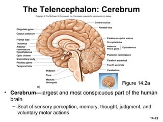 The Telencephalon: Cerebrum
• Cerebrum—largest and most conspicuous part of the human
brain
– Seat of sensory perception, memory, thought, judgment, and
voluntary motor actions
14-72
Figure 14.2a
Thalamus
Hypothalamus
Frontal lobe
Corpus callosum
Cingulate gyrus
Optic chiasm
Pituitary gland
Mammillary body
Midbrain
Pons
Central sulcus
Parietal lobe
Parieto–occipital sulcus
Occipital lobe
Pineal gland
Habenula
Posterior commissure
Cerebral aqueduct
Fourth ventricle
Cerebellum
(a)
EpithalamusAnterior
commissure
Temporal lobe
Medulla
oblongata
Copyright © The McGraw-Hill Companies, Inc. Permission required for reproduction or display.
 