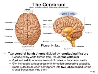 Brainstem
Cerebellum
Cerebrum
Spinal cord
Rostral Caudal
Central sulcus
Lateral sulcus
Gyri
(b) Lateral view
Temporal lobe
Copyright © The McGraw-Hill Companies, Inc. Permission required for reproduction or display.
14-73
The Cerebrum
• Two cerebral hemispheres divided by longitudinal fissure
– Connected by white fibrous tract, the corpus callosum
– Gyri and sulci: increase amount of cortex in the cranial cavity
– Gyri increases surface area for information-processing capability
– Some sulci divide each hemisphere into five lobes named for the
cranial bones overlying them
Figure 14.1a,b
Frontal lobe
Occipital lobe
Central sulcus
Longitudinal fissure
Parietal lobe
(a) Superior view
Cerebral
hemispheres
 