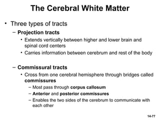 14-77
The Cerebral White Matter
• Three types of tracts
– Projection tracts
• Extends vertically between higher and lower brain and
spinal cord centers
• Carries information between cerebrum and rest of the body
– Commissural tracts
• Cross from one cerebral hemisphere through bridges called
commissures
– Most pass through corpus callosum
– Anterior and posterior commissures
– Enables the two sides of the cerebrum to communicate with
each other
 
