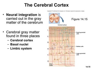 Copyright © The McGraw-Hill Companies, Inc. Permission required for reproduction or display.
I
II
III
IV
V
VI
Cortical surface
Stellate cells
Small pyramidal
cells
Large pyramidal
cells
White
matter
14-79
The Cerebral Cortex
• Neural integration is
carried out in the gray
matter of the cerebrum
• Cerebral gray matter
found in three places
– Cerebral cortex
– Basal nuclei
– Limbic system
Figure 14.15
 